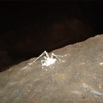 One of the white crickets