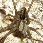 Unknown spider found in Breath of the Rock Cave