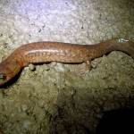 A Spring Salamander (Gyrinophilus porphyrictus)