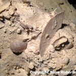 Calappilia brooksi crab carapace (left) and Periarchus floridanus echinoid test (right)