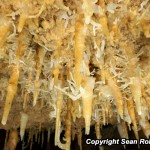 Brooks Cave Helectites