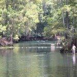 Manatee Springs