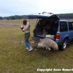 Adam Scherer and the killer emu