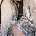 Terminal fissure