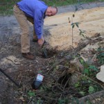 Bill cutting roots in his work clothes.